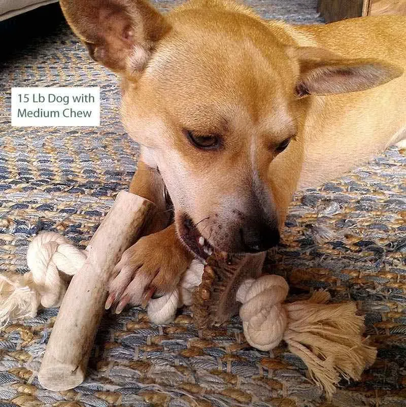 Antler Rope Chew for Dogs, Natural Antler on Cotton Rope