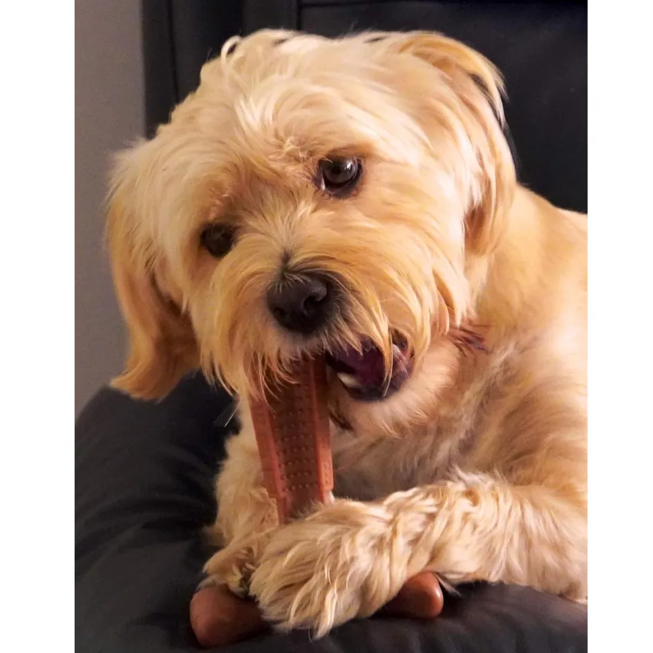 Bamboodles T-Bone Dog Chew - Roast Chicken