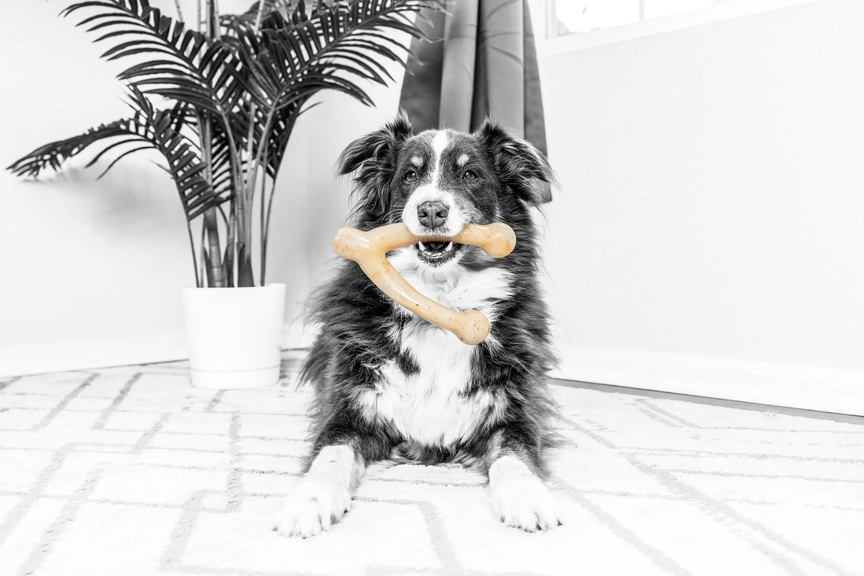 BarkBone Natural Instincts Wishbone Bacon-Infused Nylon Dog Chew