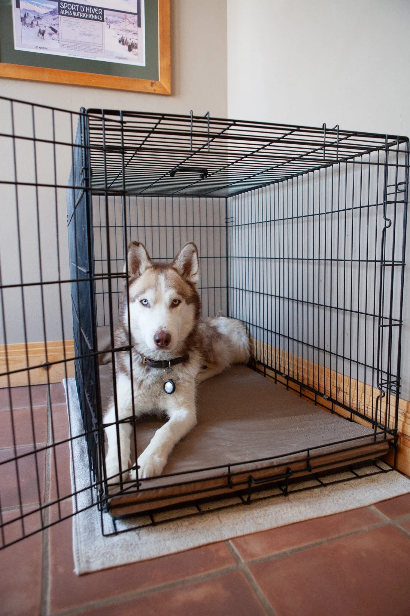 Chew Proof Crate Pad (With 200 Day Guarantee)