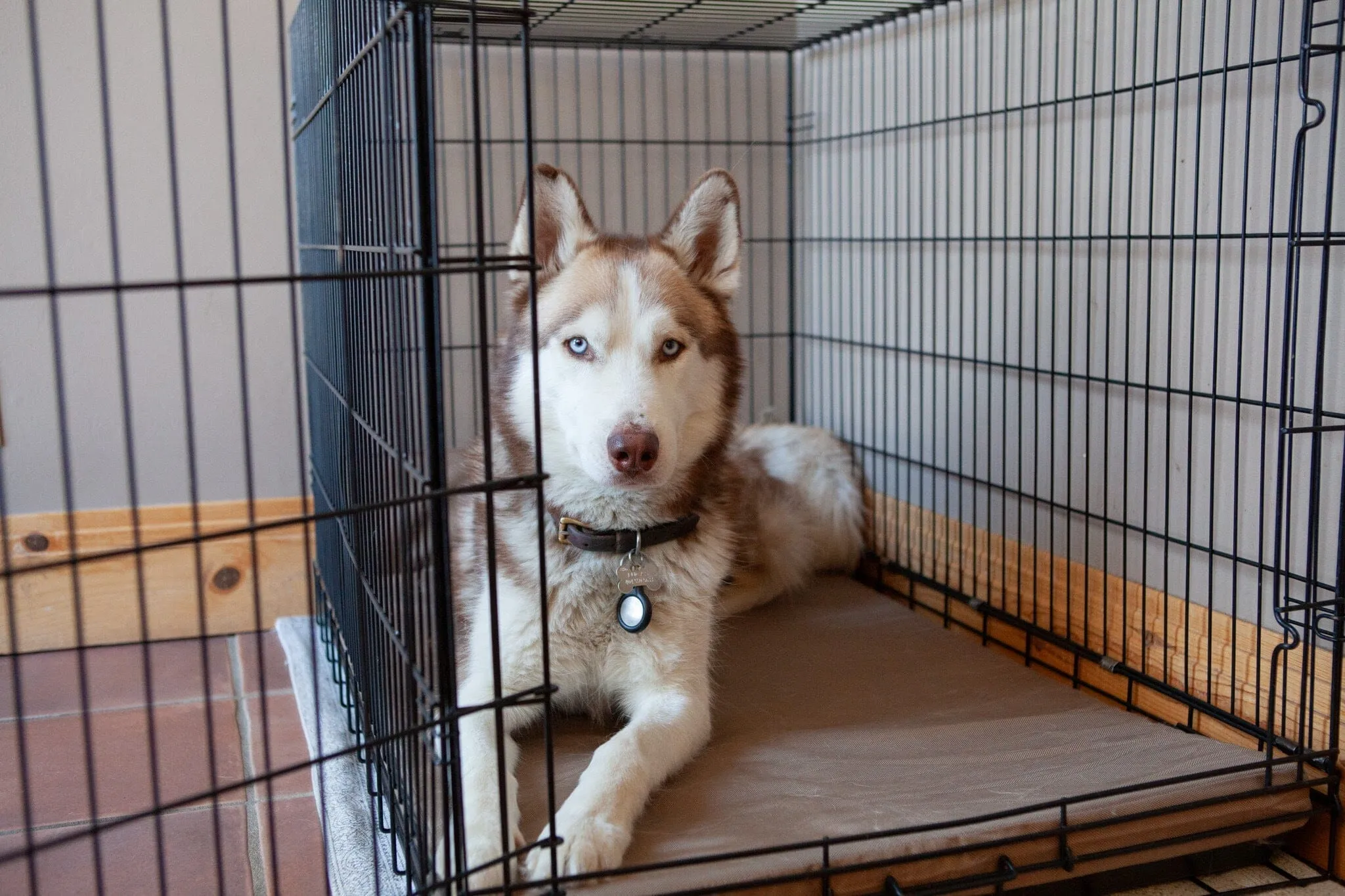 Chew Proof Crate Pad (With 200 Day Guarantee)