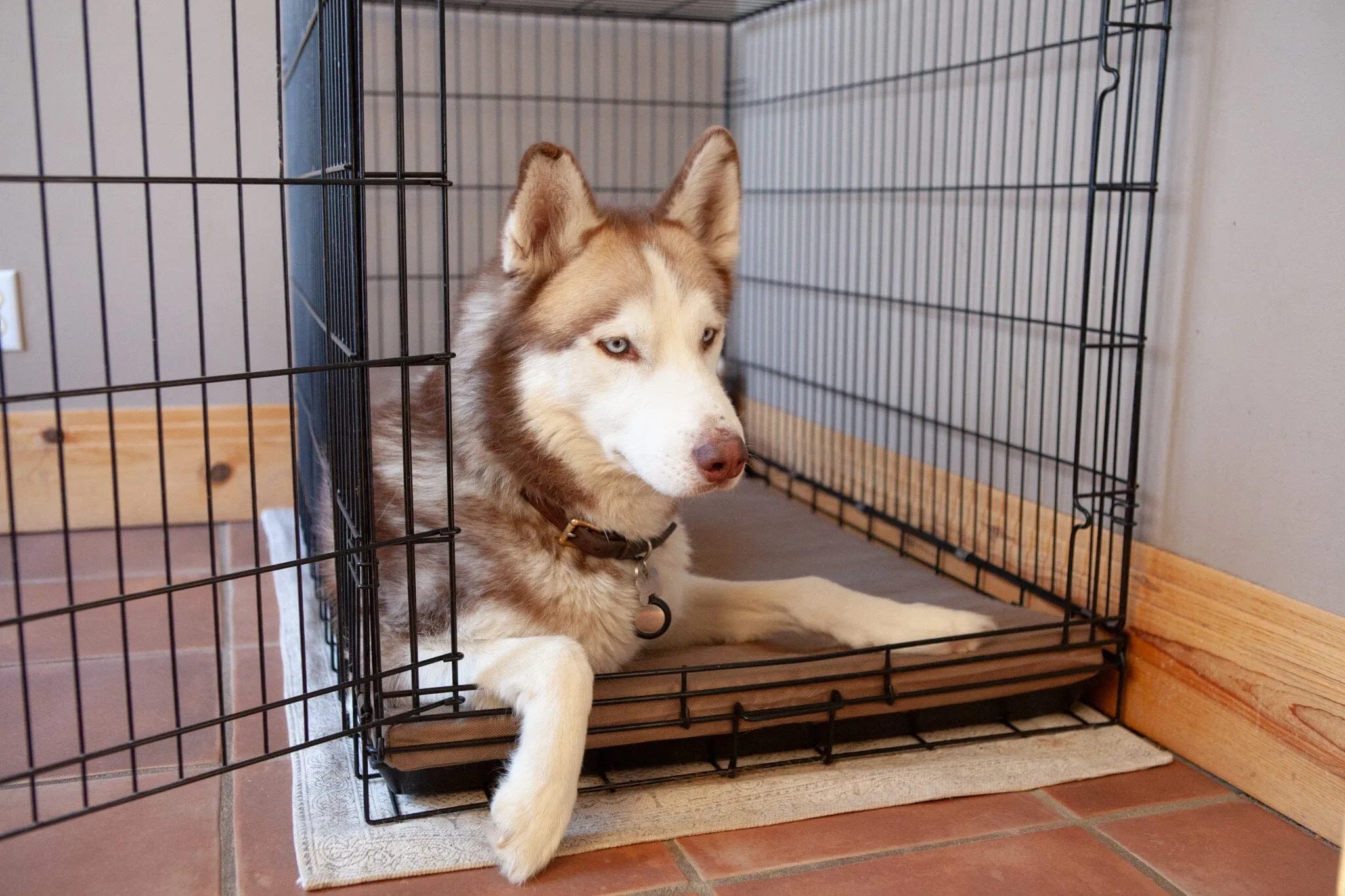 Chew Proof Crate Pad (With 200 Day Guarantee)