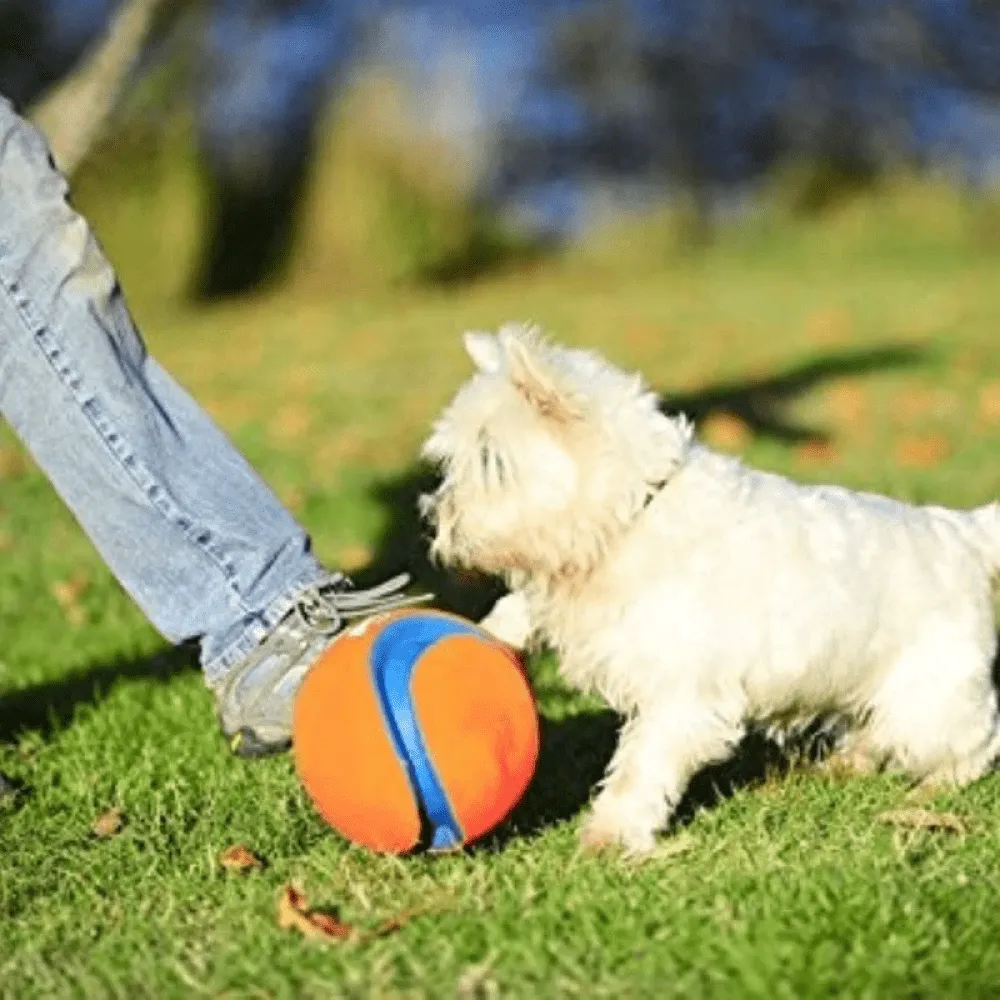 Chuckit! Kick Fetch Durable Outdoor Ball Toy for Dogs in Vibrant Orange Color