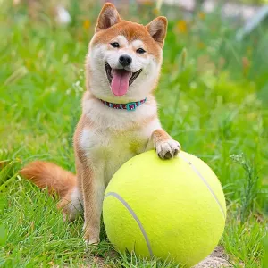 Interactive Dog Toy 1pc 24cm Pet Tennis Ball Thrower