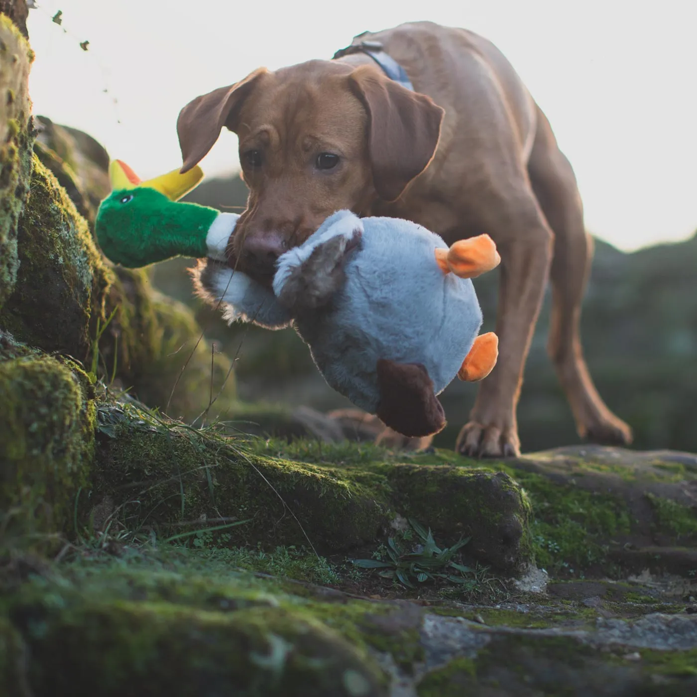 KONG Shakers Honkers Duck