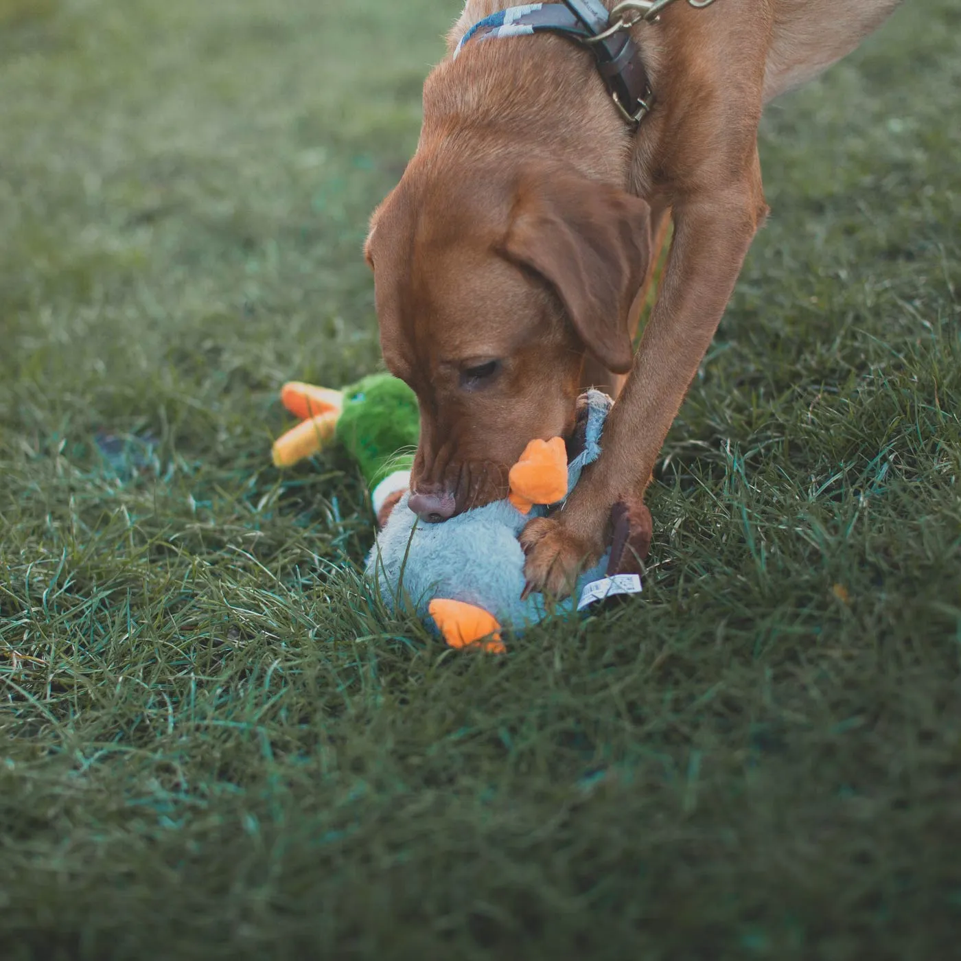 KONG Shakers Honkers Duck