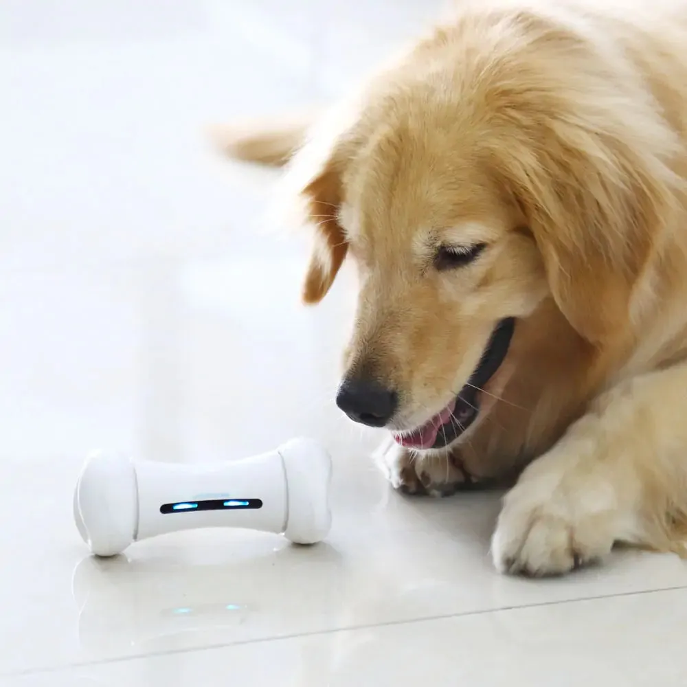 Pet Induction Interactive Toy