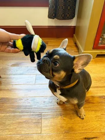 Tall Tails Bee with Squeaker Dog Toy (5")