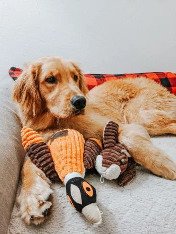 Tall Tails PHEASANT SQUEAKER TOY